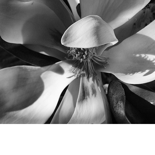 magnolia2012crop